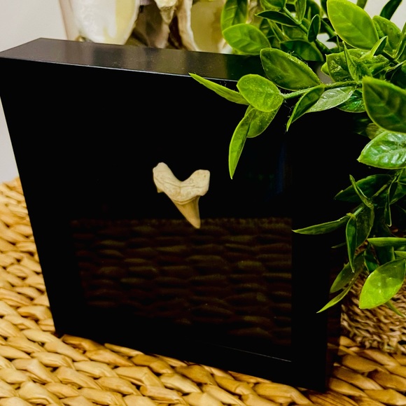 Fossil - Otodus Shark Tooth fossil wall art framed - Picture 3 of 6